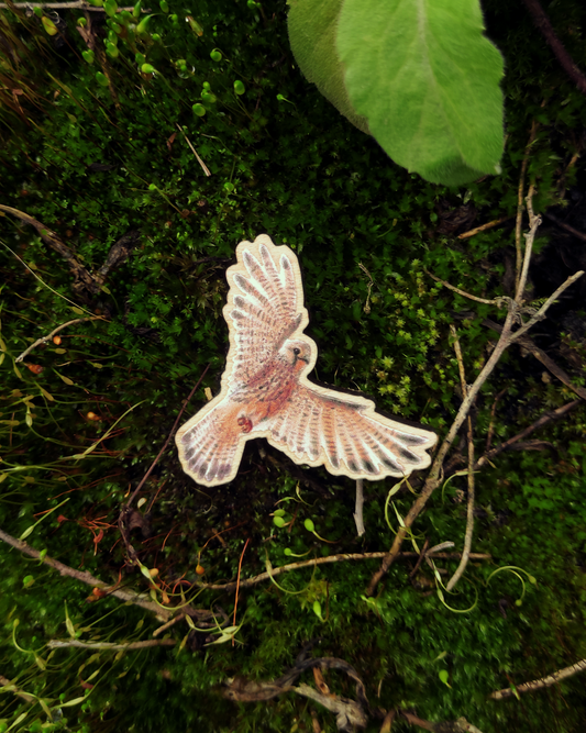 Wooden pin of a eurasian kestral on moss background.