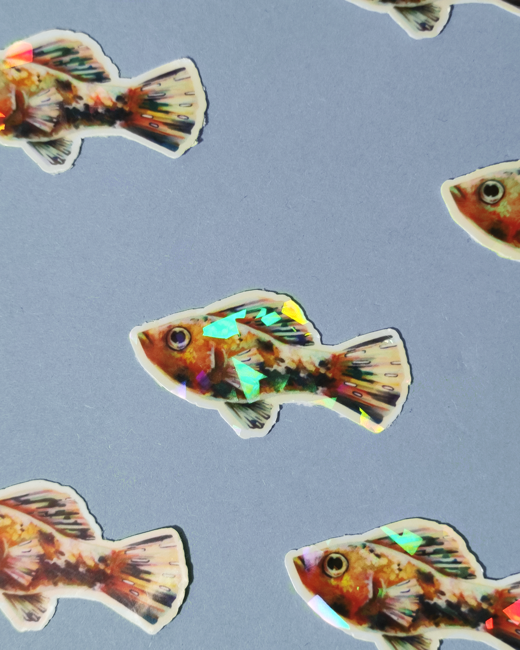 Man, I Love Fish: Molly - Sticker