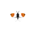 Aurorafalter - Orange Tip Butterfly Sticker