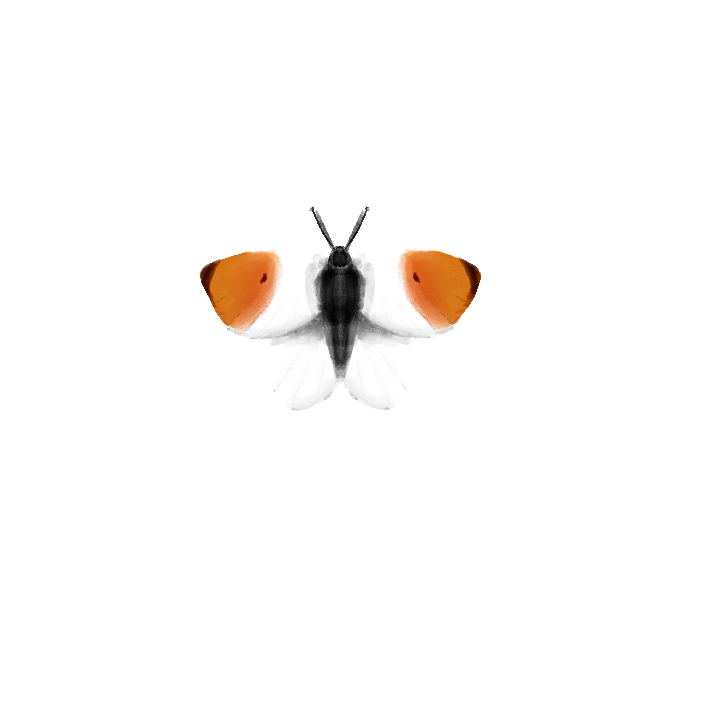 Aurorafalter - Orange Tip Butterfly Sticker