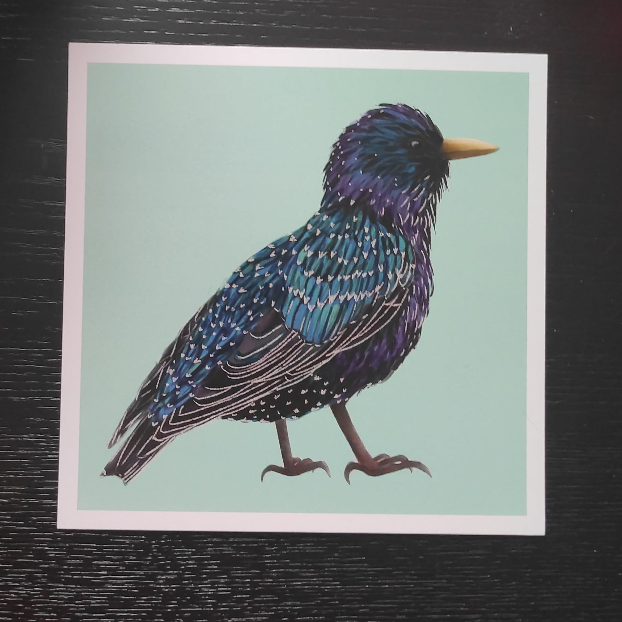 Original art: Starling - Print